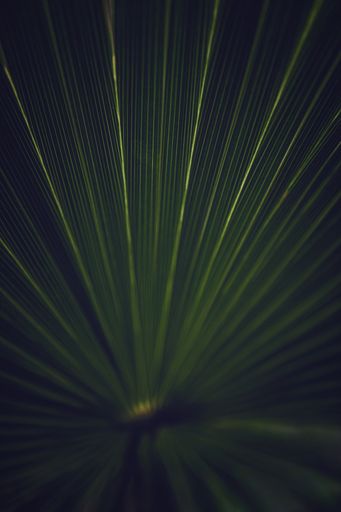 A vertical macro shot of the green textured long leaves of a plant. Perfect for
