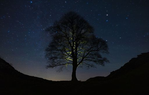 A sycamore tree under the starry sky in UK