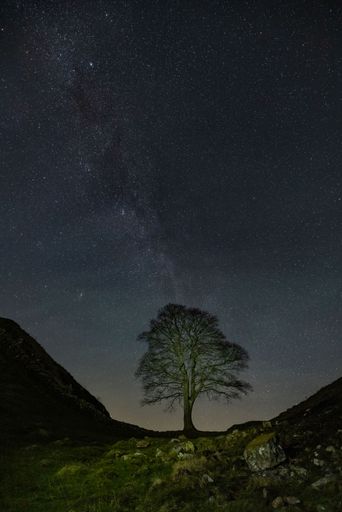A vertical shot of the sycamore tree under the starry sky in UK