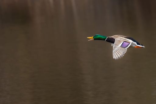 An aerial shot of a mallard duck with a green head and a yellow beak flying in the air