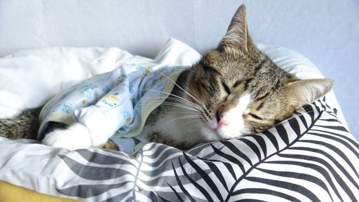 A cute tabby cat in pajamas is napping on a soft pillow.