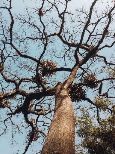 A beautiful low angle shot of a tree with long curvy branches and a clear blue sky in the background