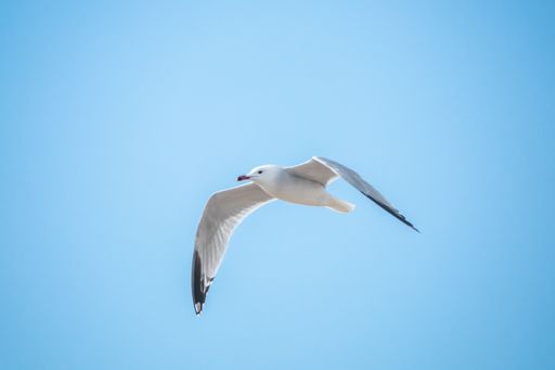 A beautiful shot of a seagull flying in the blue sky