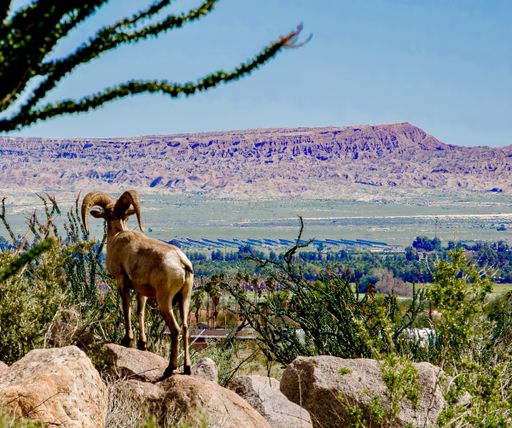 A bighorn sheep in Borrego Springs, California