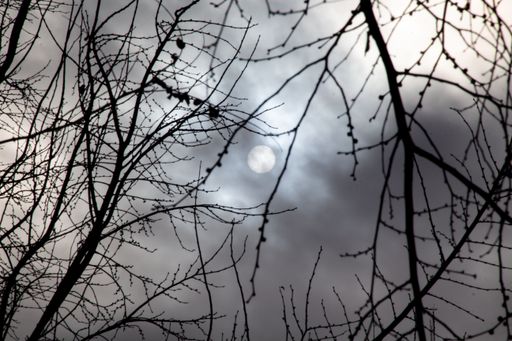 A cloudy grey sky partially obscures the moon visible between the silhouetted branches of a tree