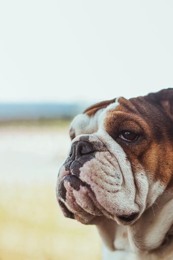 A closeup shot of old English Bulldogge