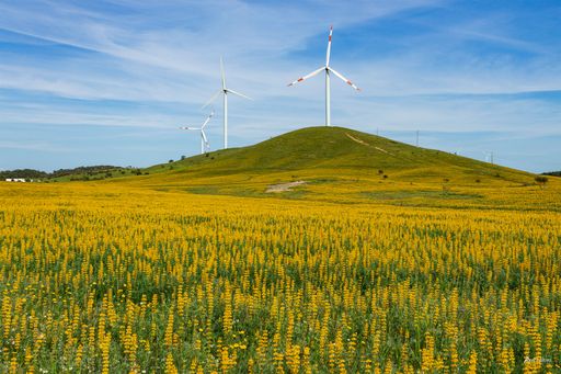 A field of yellow lupine with wind turbines in the background in Porto Covo, Portugal