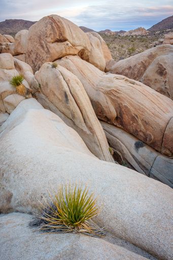 A vertical shot waving rock formations in Joshua Tree National Park, California
