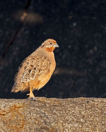 A closeup of a quail perched on the ground with a blurry background