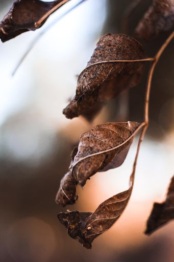 A vertical selective focus closeup shot of dry autumn  leaves