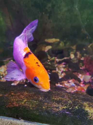 A closeup shot of a beautiful yellow and purple colored aquarium fish