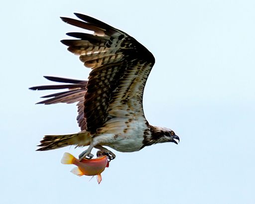 A majestic Osprey soars through the air with a freshly caught fish securely clutched in its claws