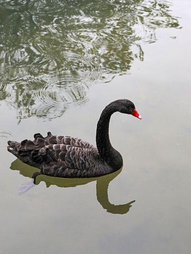 A majestic swan gracefully glides atop a glassy body of water, creating stunning emerald reflections on its shimmering surface