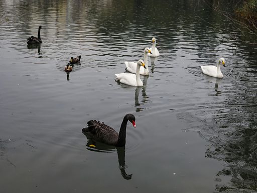 A pair of black and white swans gracefully gliding across a tranquil lake, creating ripples in the water's surface