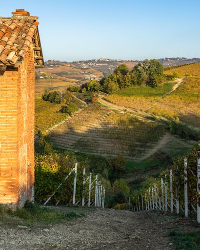 The vineyards of Langhe region, Piedmont, Italy