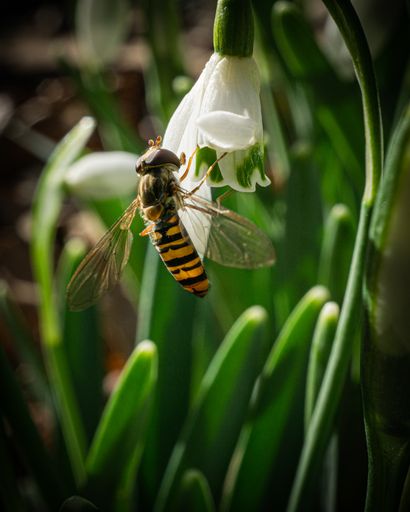 A macro shot of a bee sitting on the white petals of the snowdrop flower on a blurry background