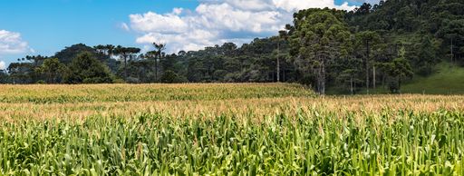 A panoramic shot of a cornfield under a blue cloudy sky in southern Brazil