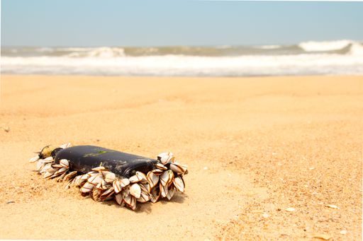 A glass bottle covered in clams on the sand
