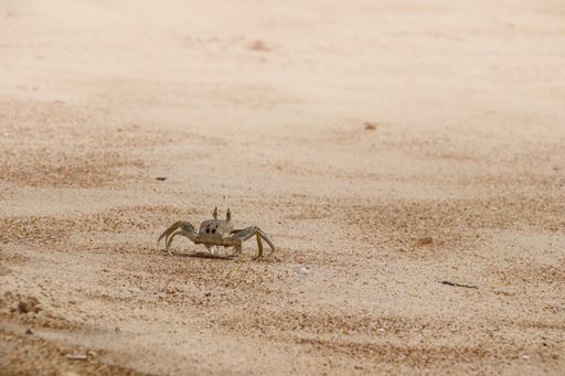 A small crab crawling on a sandy beach