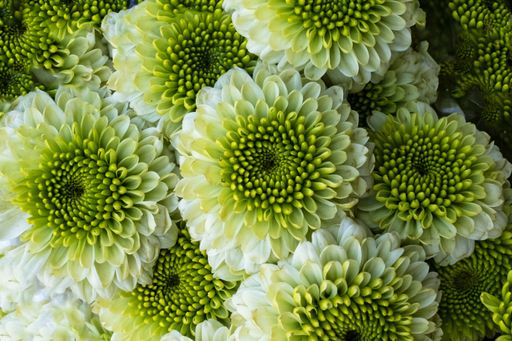 Fresh green flowers bouquet, Chiang Mai Thailand.