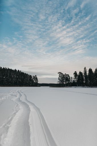 A vertical shot of a snowy forest under a cloudy sky