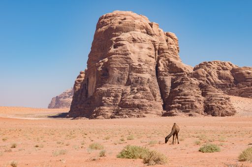 A camel in Wadi Rum desert surrounded by rocks formations under a blue sky in Jordan
