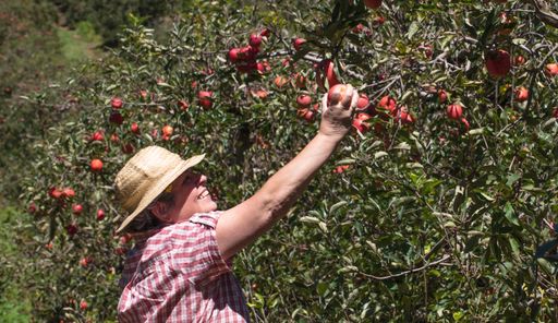 A closeup shot of a female farmer picking apples from a tre