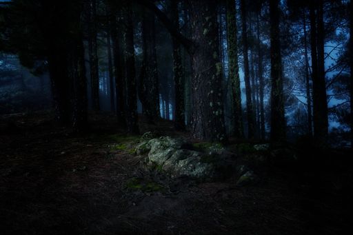 A forest in Gran Canaria, Spain with tall trees during nighttime
