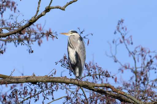 A Grey heron (Ardea cinerea) standing on a branch of a tree in front of blue sky. Natural wildlife scene.