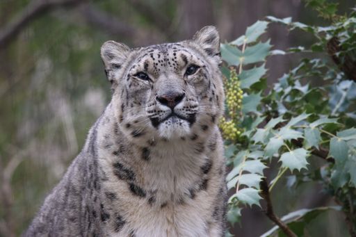 A majestic snow leopard in front of a large evergreen tree, looking directly at the camera with its beautiful and captivating eyes