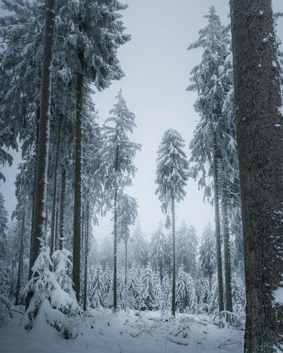 A vertical of a mesmerizing forest with large trees covered in white snow
