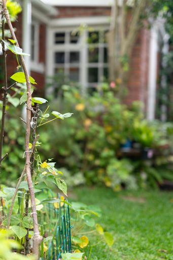 A vertical shot of a garden with green tree branches, flowerpots and a house in the background