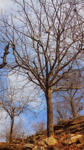 A closeup of a bare tree in the autumn park, nature in fall