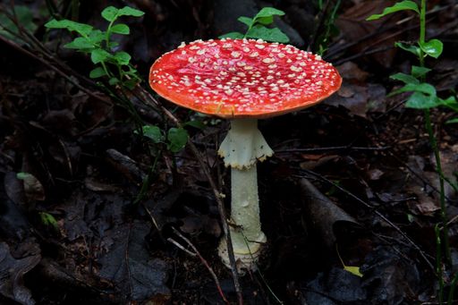 A selective focus shot of a fly agaric mushroom (Amanita muscaria)