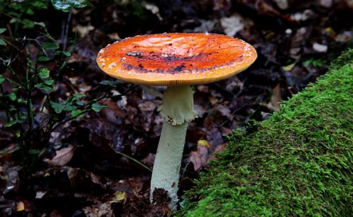 A selective focus shot of a fly agaric mushroom (Amanita muscaria)