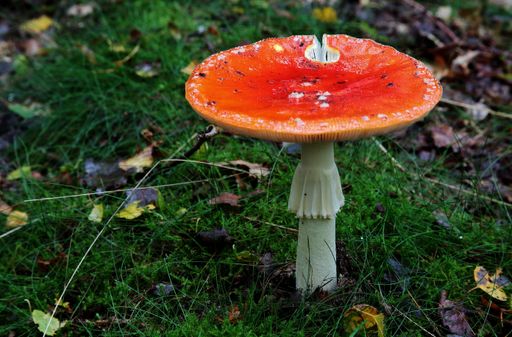 A selective focus shot of a fly agaric mushroom (Amanita muscaria)
