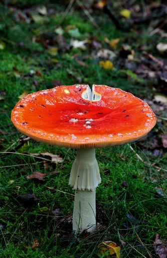 A vertical shot of a fly agaric mushroom (Amanita muscaria)