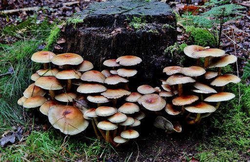 A selective focus shot of honey mushrooms