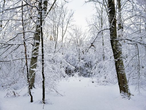 A forest surrounded by trees covered in the snow under the sunlight in Larvik in Norway