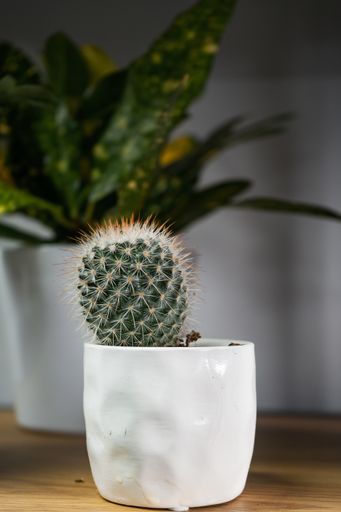 A vertical shot of a cactus in a pot on a gloomy day