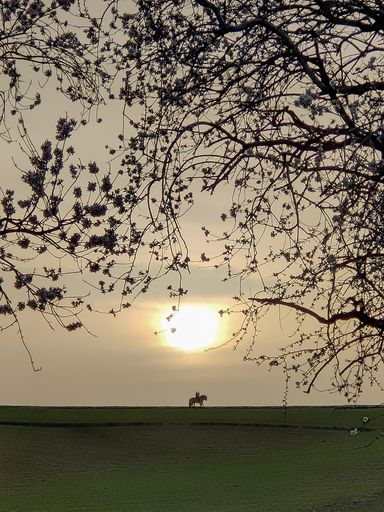 A vertical shot of a beautiful sakura tree branches silhouette during the sunset with a man on horse