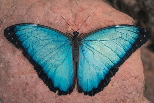 A closeup shot of a large morpho butterfly with beautiful blue wings in its natural habitat