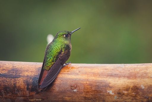 A closeup shot of a green hummingbird perched on tree branch