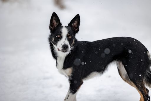 A cute Border Collie dog playing in the snowy field