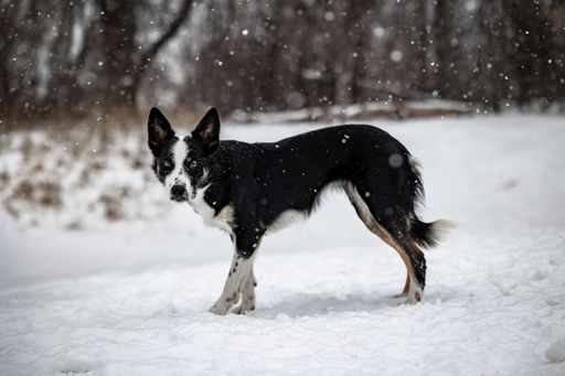 A cute Border Collie dog playing in the snowy field