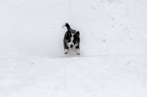 A cute Border Collie dog playing in the snowy field