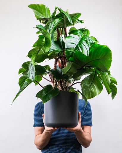 A vertical shot of a person holding a potted Philodendron melanochrysum against a gray wall