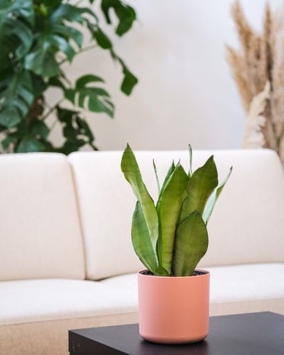 A vertical shot of a potted dracaena trifasciata on the table with a white sofa on the background
