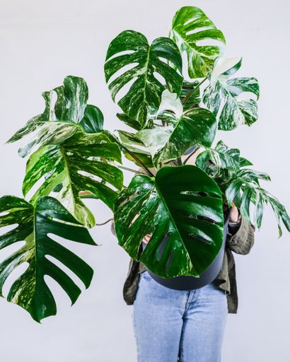 A person holding a potted Monstera deliciosa against a gray w