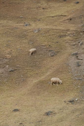 A vertical shot of two sheep grazing on the hill